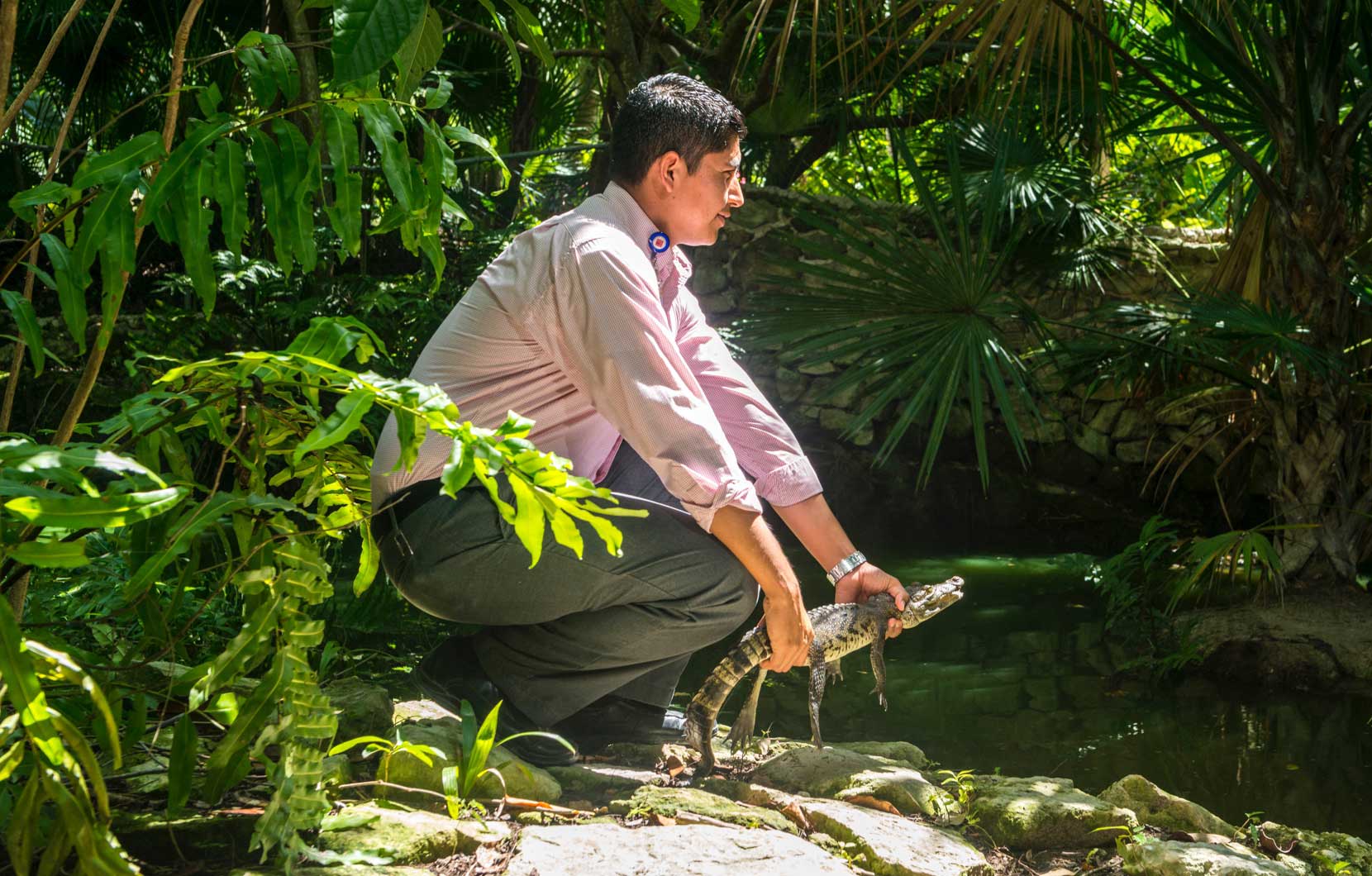 The crocodiles are original residents of the region—Vidanta helps ensure their habitat is protected