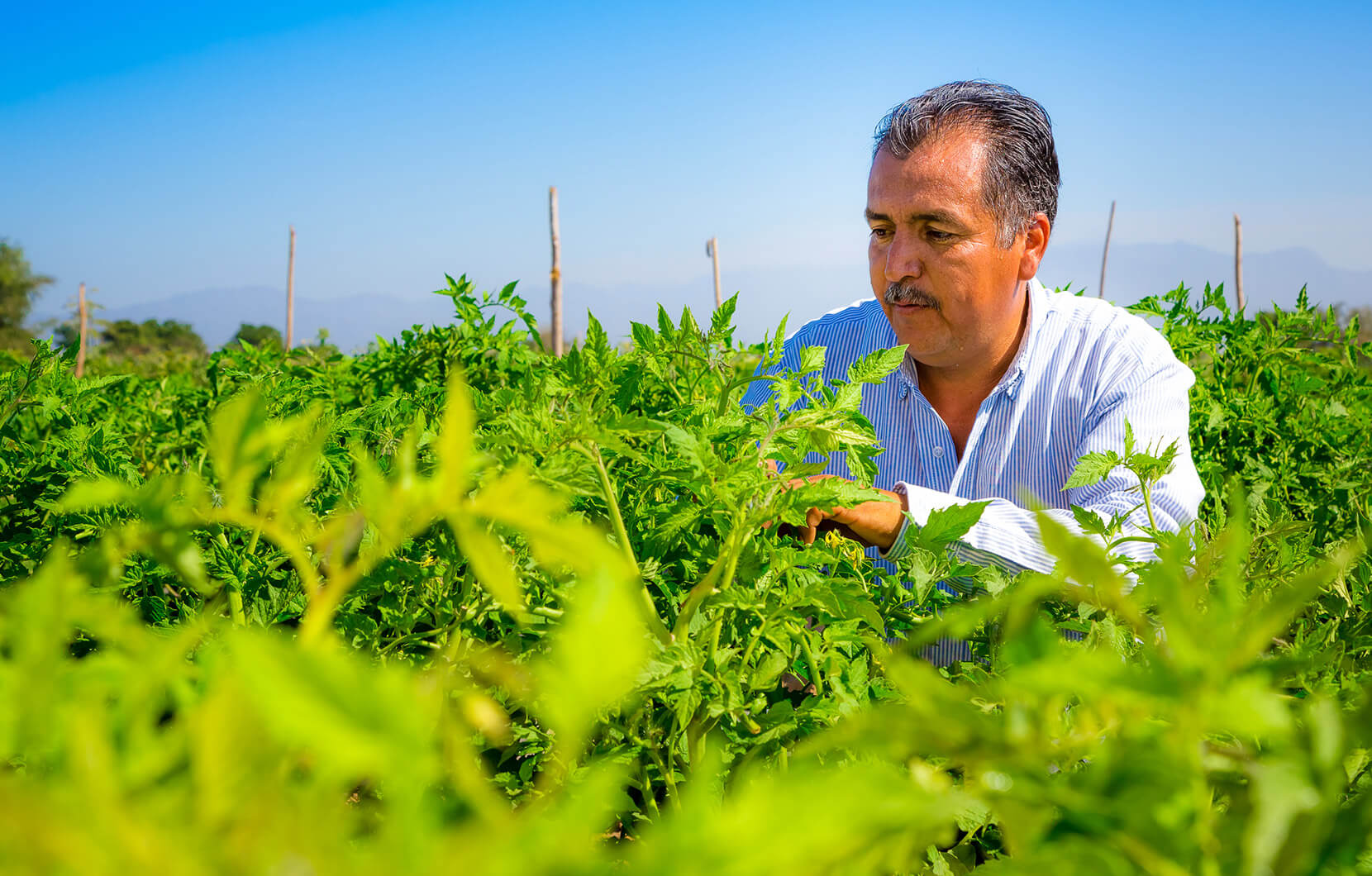El Ingeniero Agrónomo Alfredo Ruiz Aguilar, revisa diariamente a mano el progreso de los cultivos.