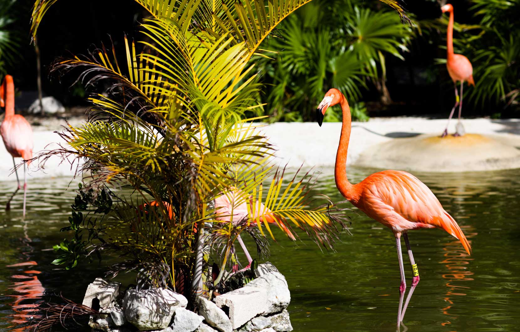 Be sure to spend some time at our flamingo sanctuary.