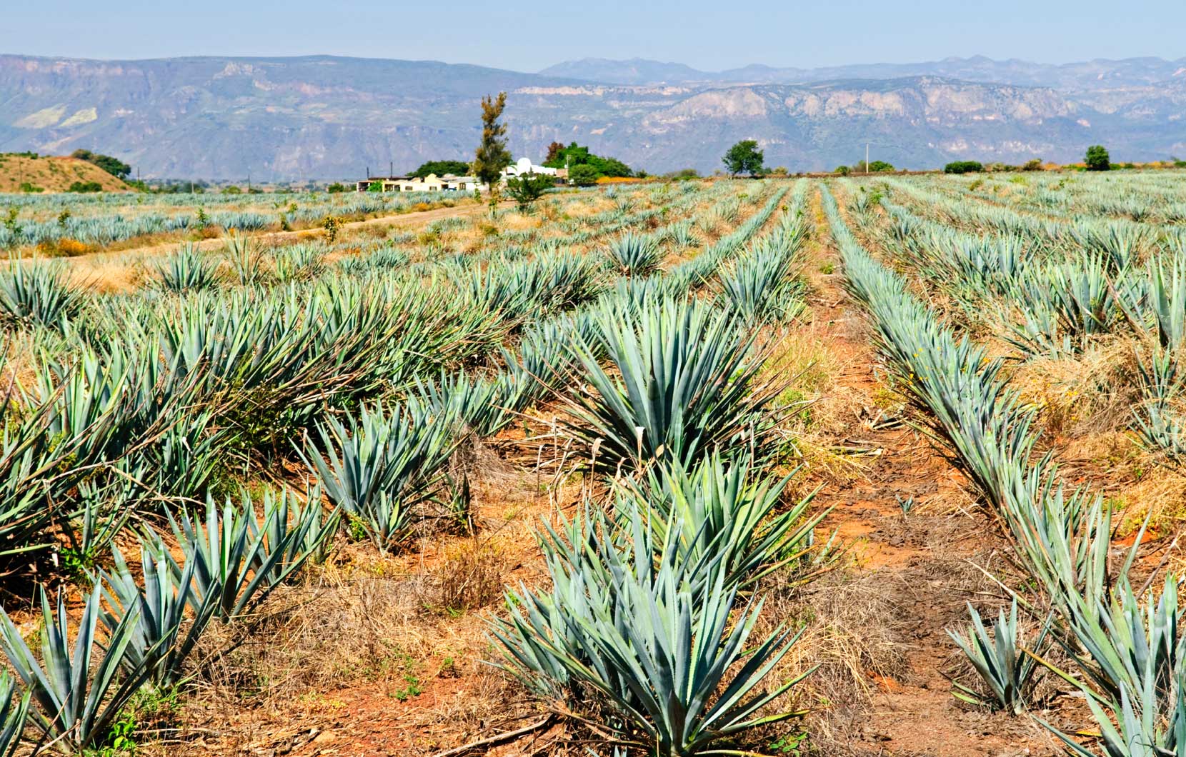 Fields of blue agave in the Mexican town of Tequila.