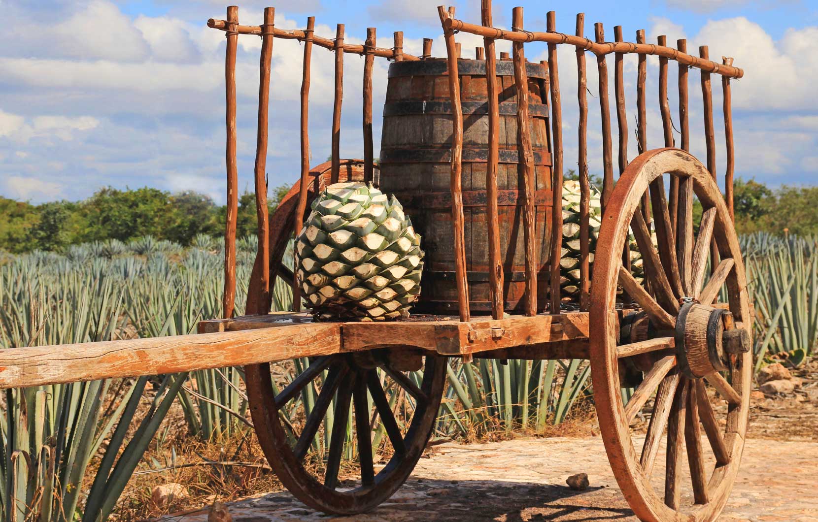 After the syrup from the piña is distilled, the liquid ferments in a wooden or steel vat.