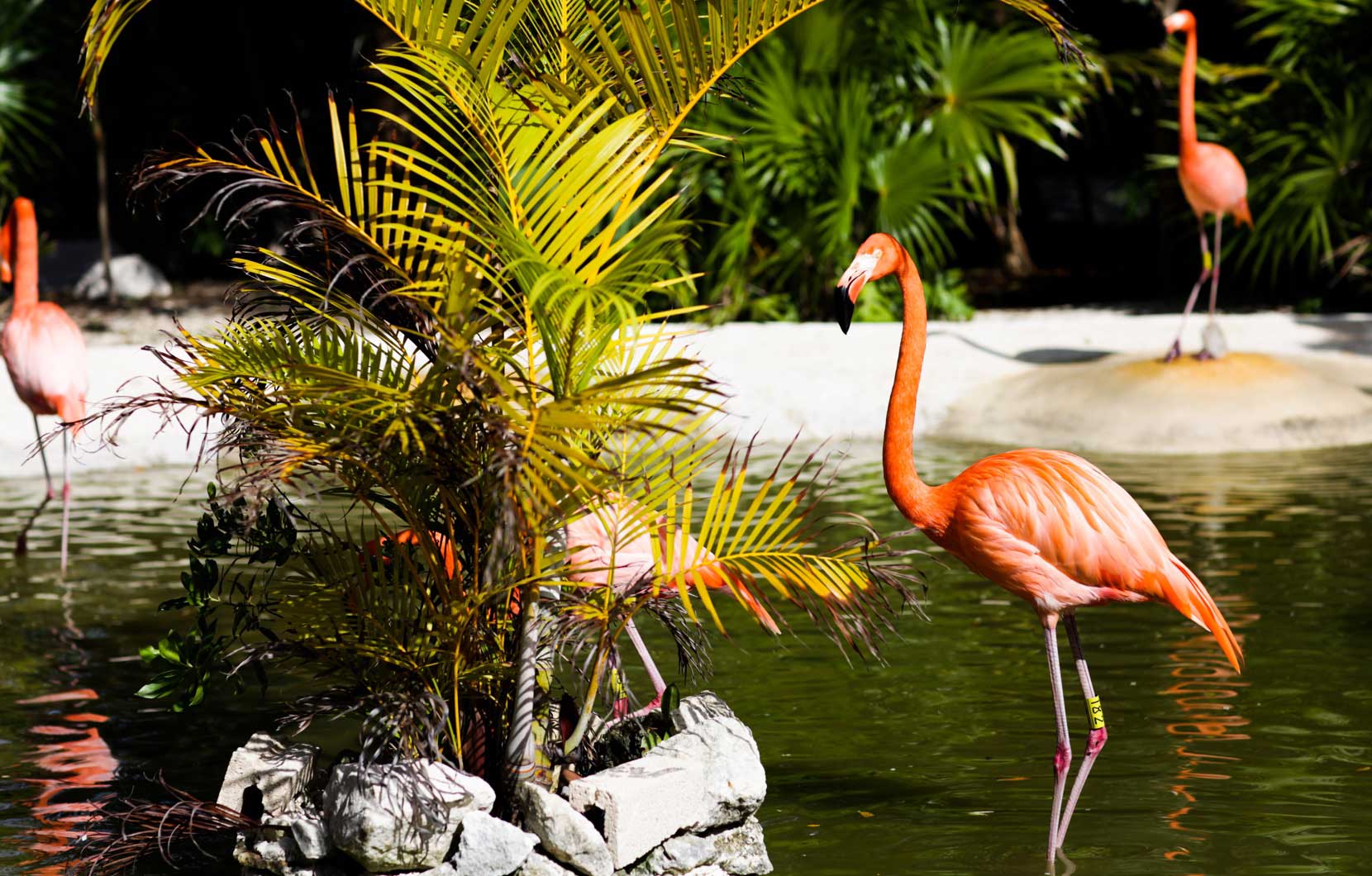 Be sure to spend some time at our flamingo sanctuary.