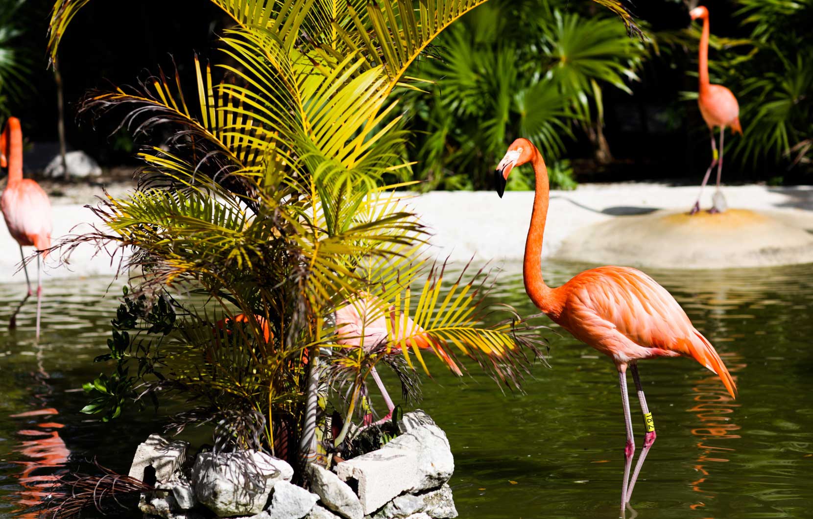 Asegúrese de visitar nuestro santuario de flamencos.