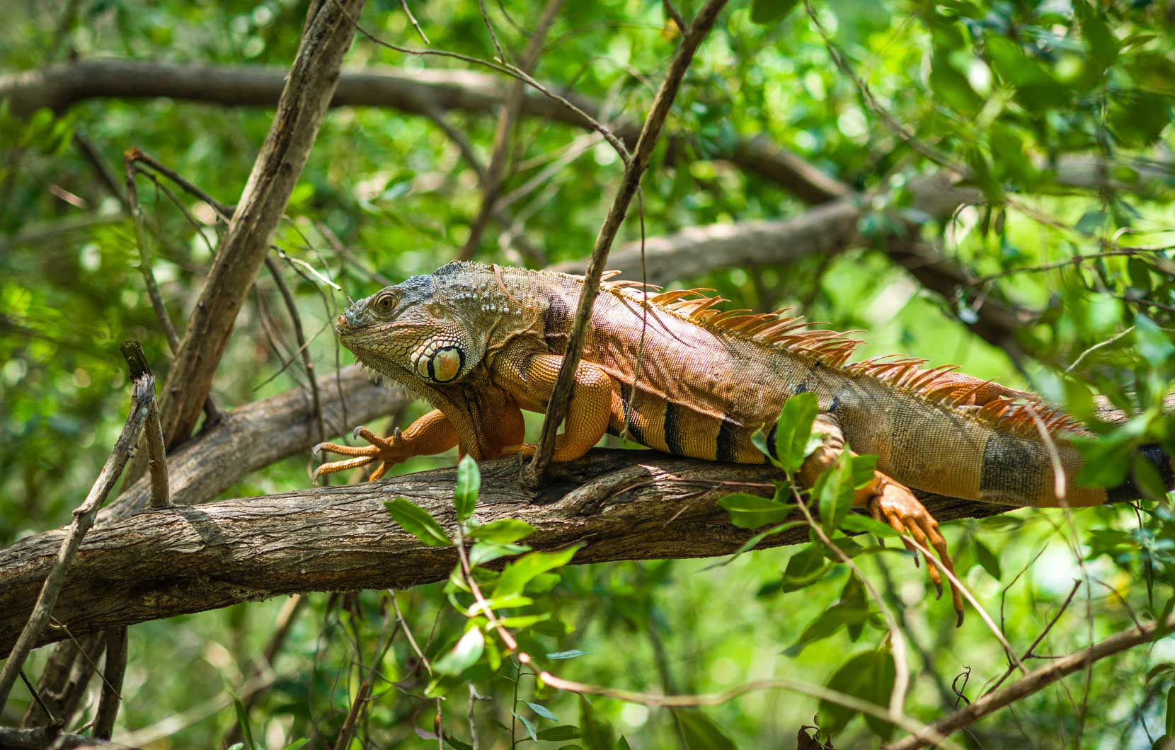 Keep your head up! Animals can often be found in the trees.