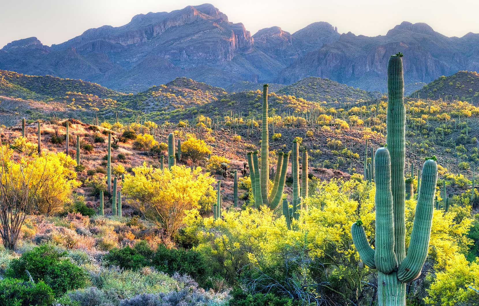 El Pinacate rebosa de vida, plantas y animales.