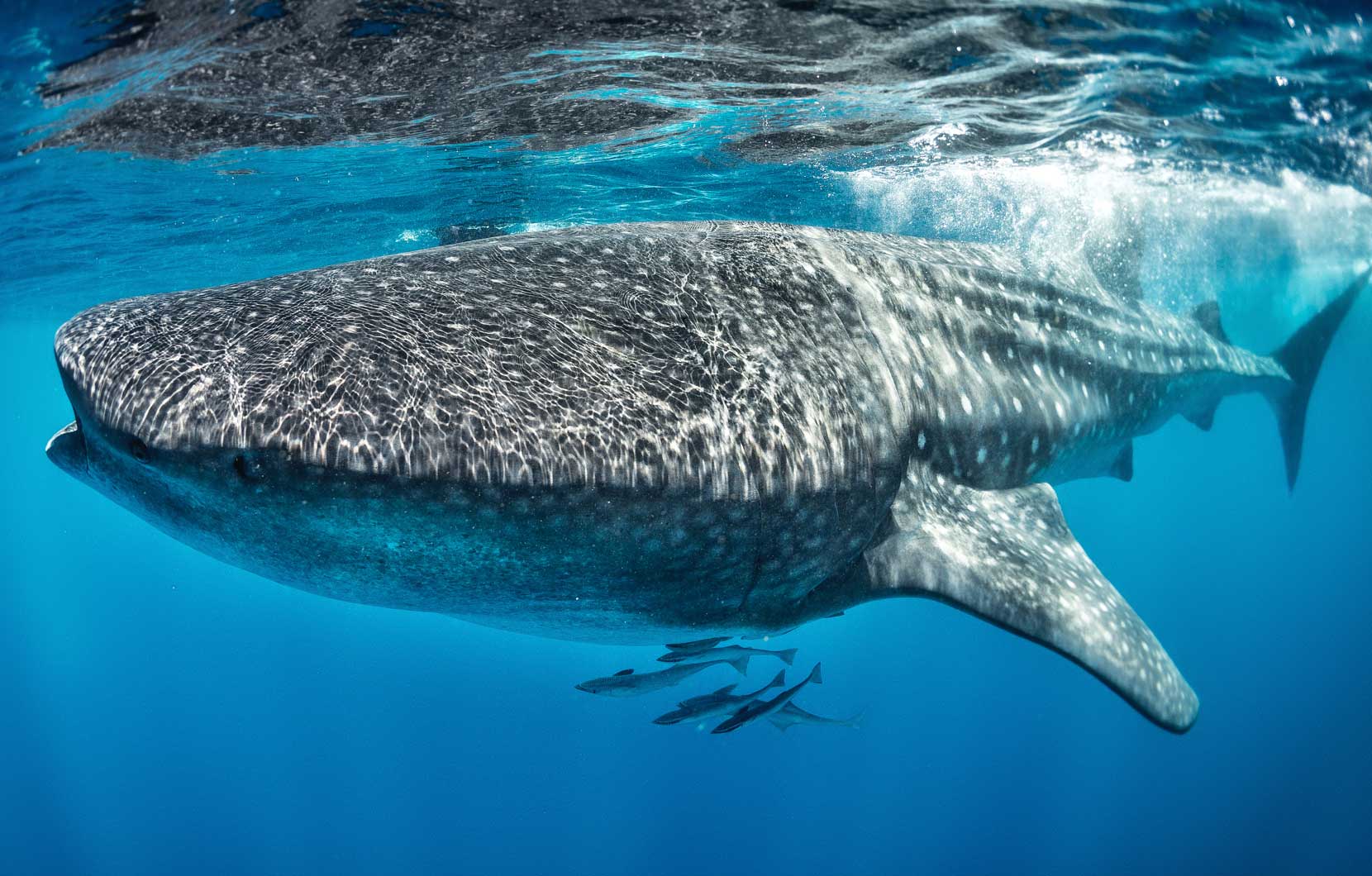 The world's largest fish, seen here swimming along the Riviera Maya coast.