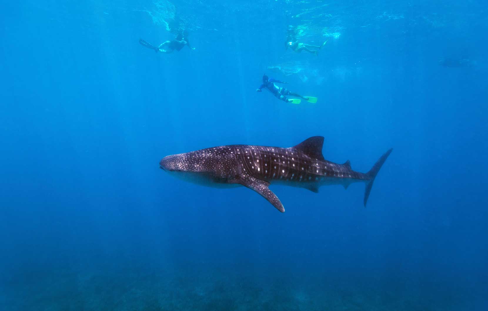 Gentle giants, whale sharks are not dangerous to humans.