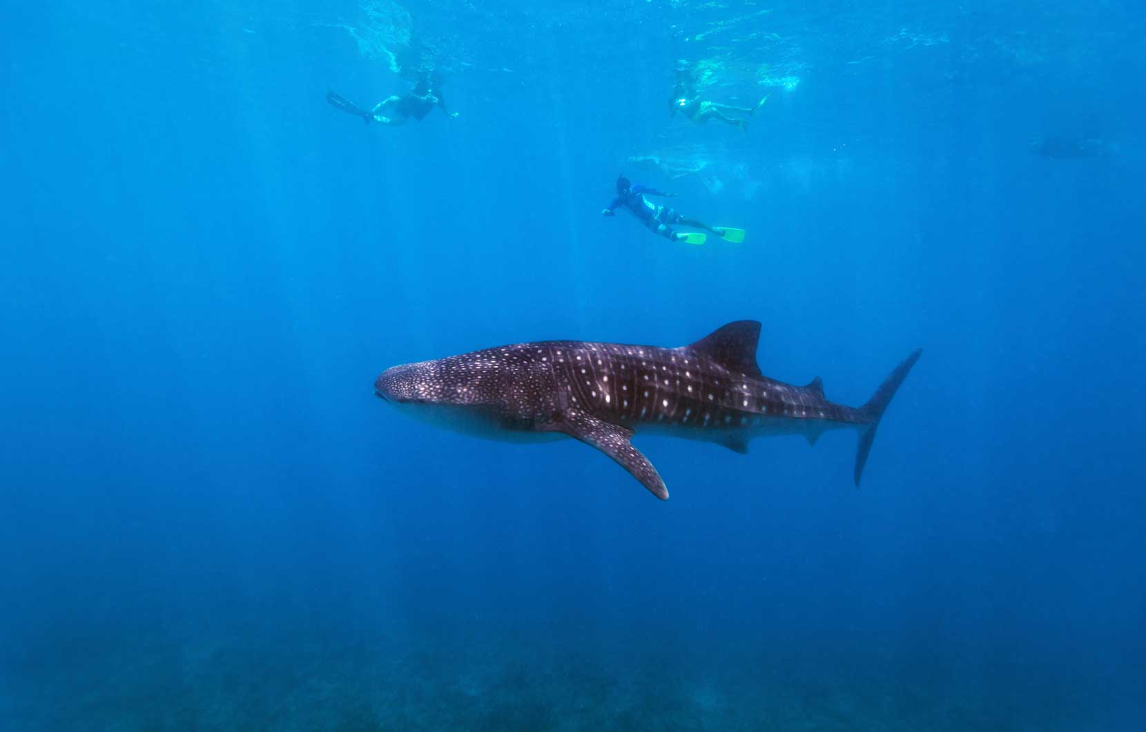 Los tiburones ballena son gigantes gentiles que no son peligrosos.