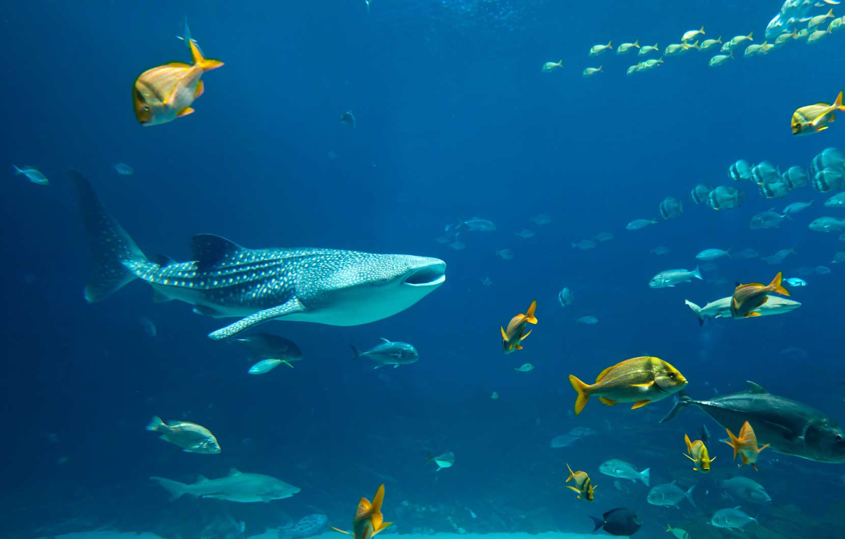 Whale Sharks in Riviera Maya are accustomed to divers, making them very friendly!