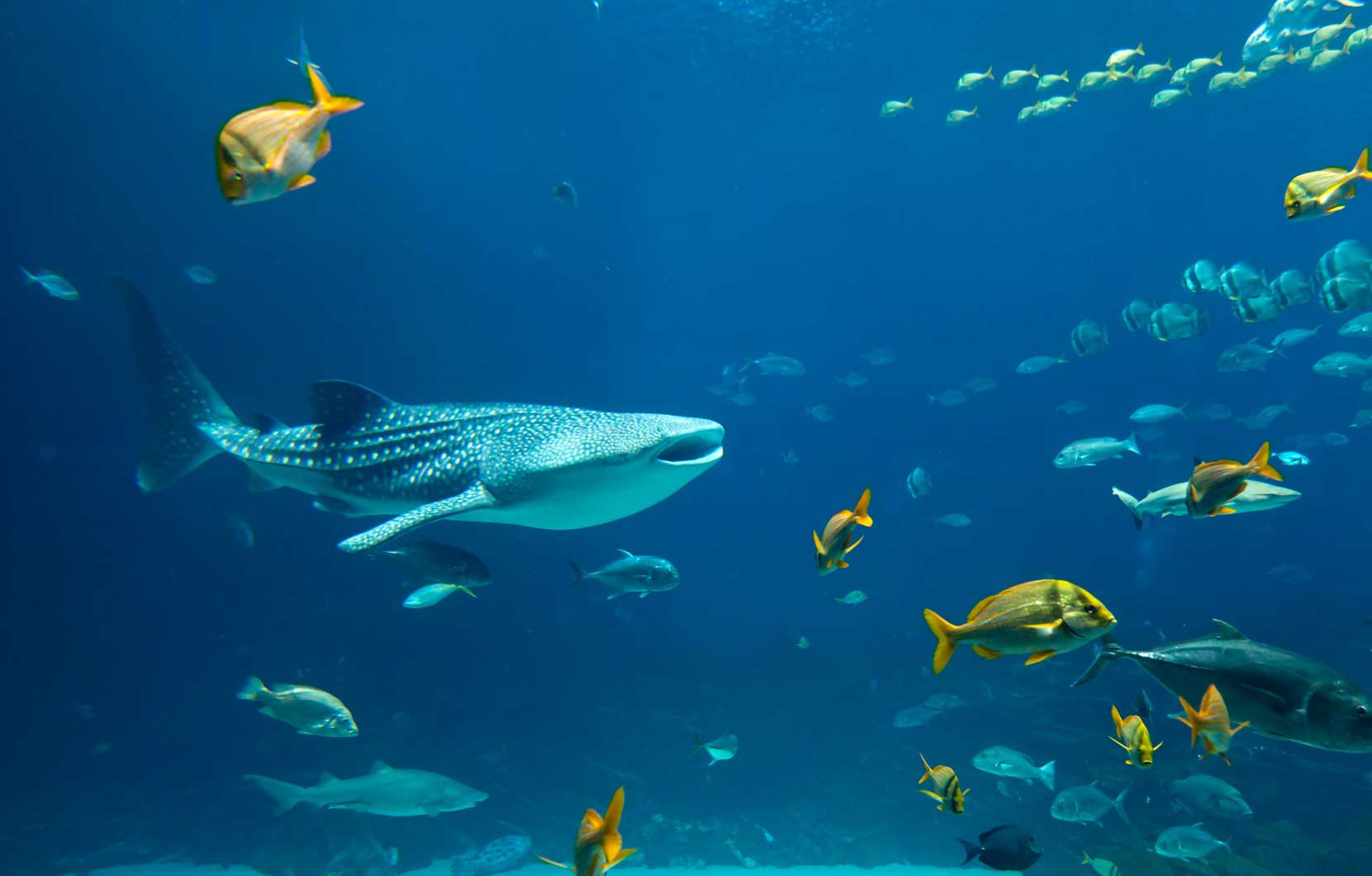 Los tiburones ballena están acostumbrados a los buzos. ¡Son animales amigables!