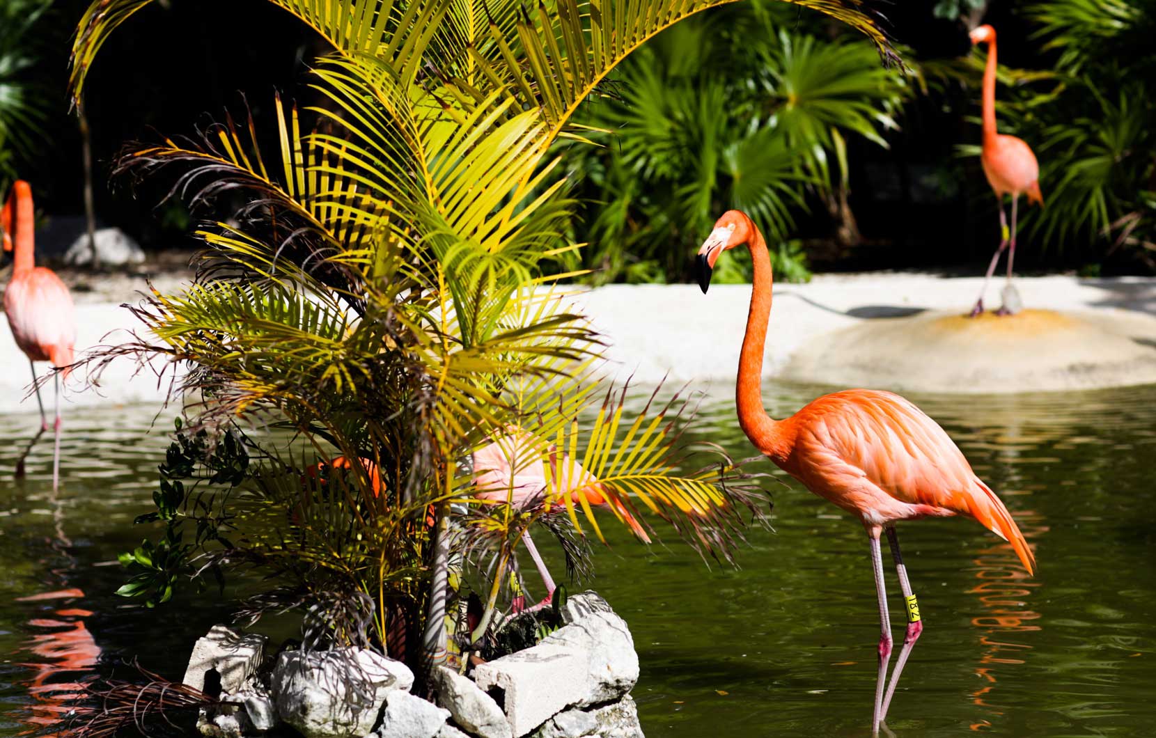 Visit the flamingo and crocodile sanctuaries at Vidanta Riviera Maya.