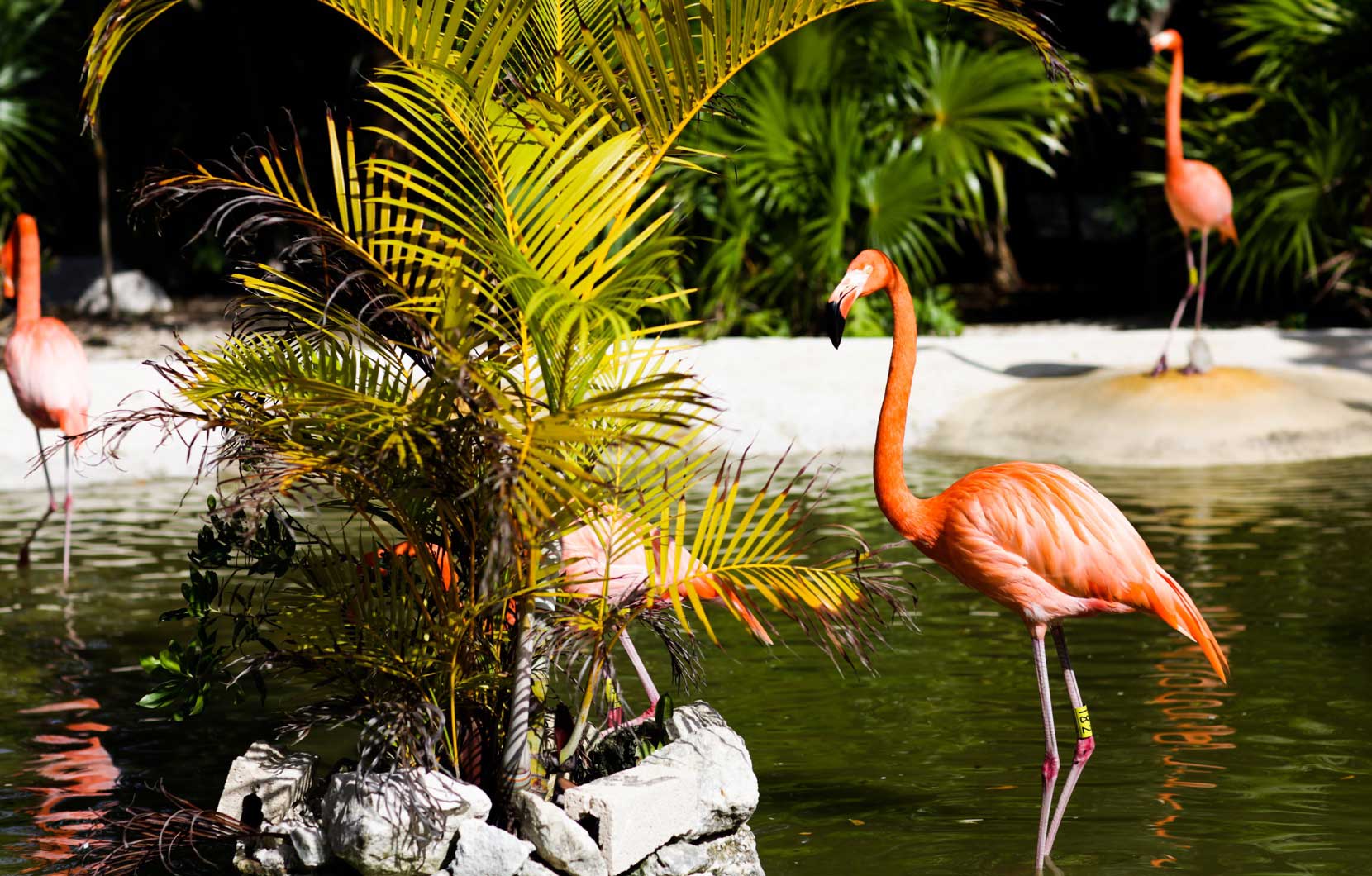 Visite los santuarios de flamencos y cocodrilos en Vidanta Riviera Maya.