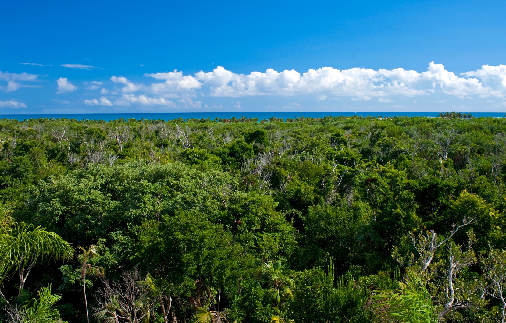 Una vista de las copas de los árboles en la selva maya junto a las aguas del Caribe.